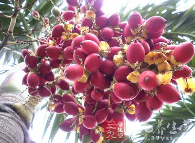 仿真热带树_热带树木有什么树_仿真热带树