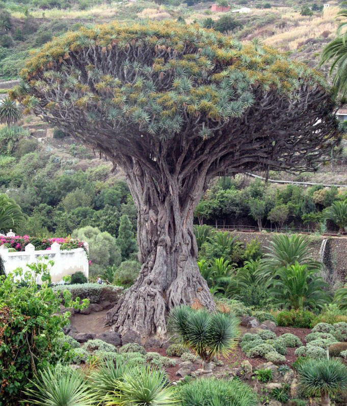 广州仿真椰子树厂家_广州植物墙设计仿真树厂家_植物墙设计