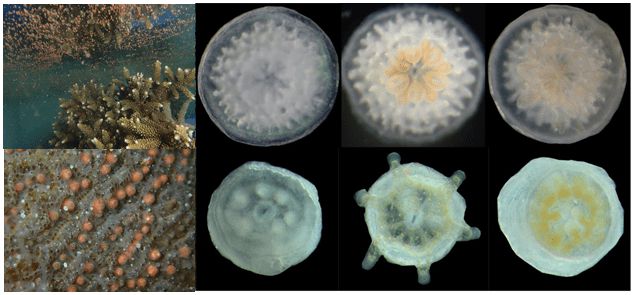 墨藻和墨角藻一样吗_有毒铜绿微囊藻 藻毒素 fachb905_银海藻