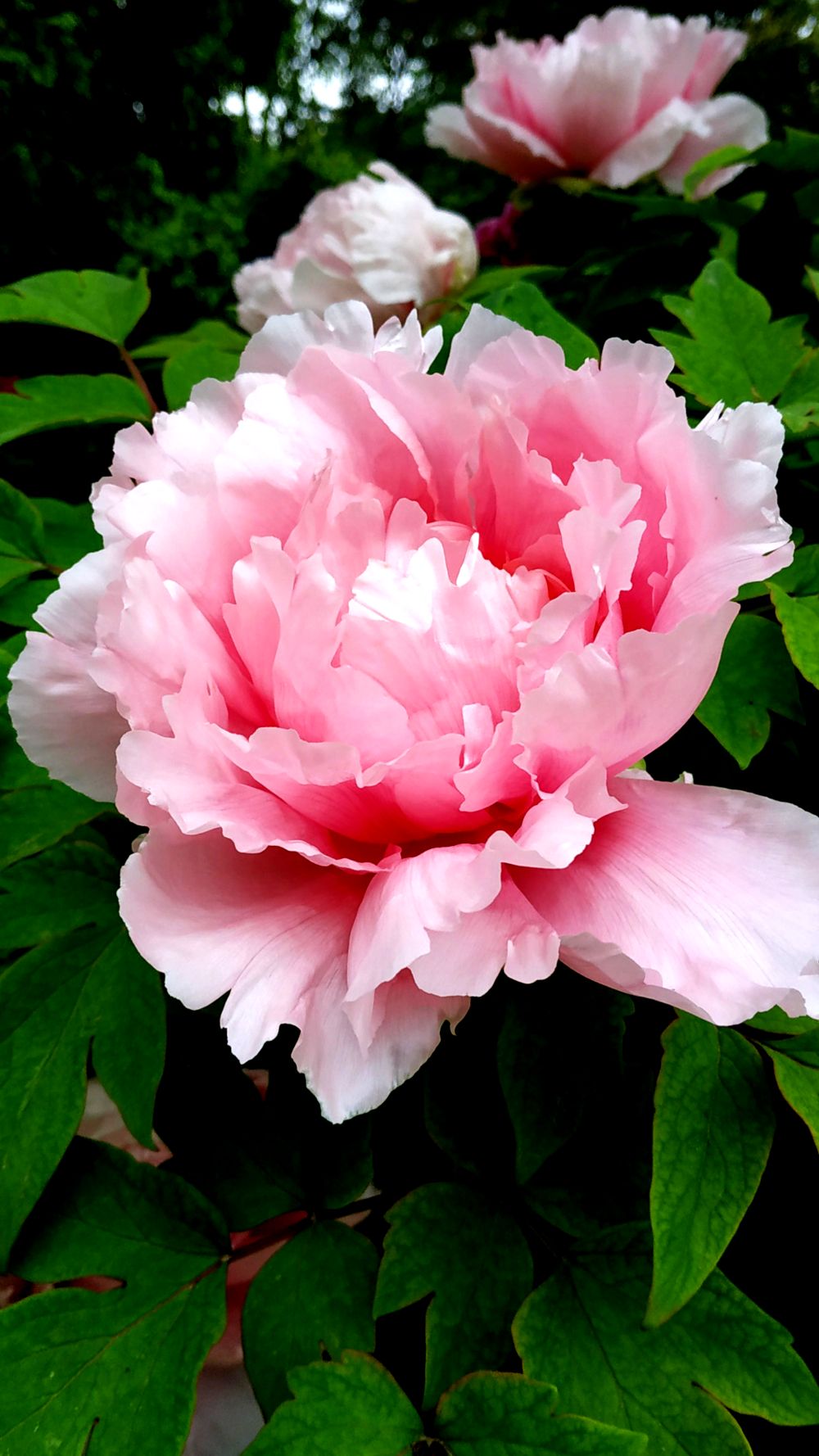 蔬菜放保鲜柜保鲜室温调多少度_保鲜棕榈树_棕榈是什么树