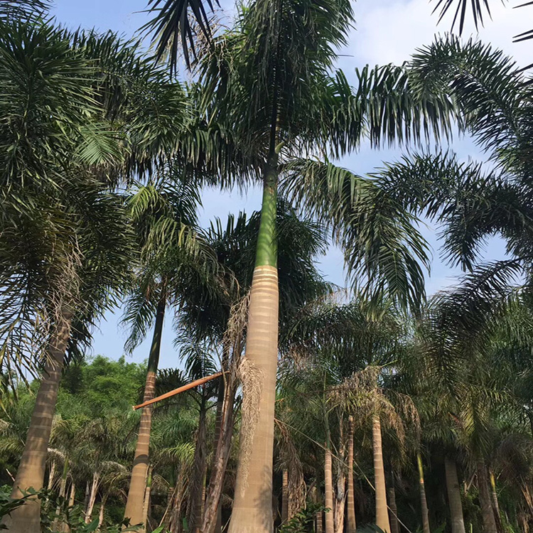 仿真棕椰树_仿真棕树叶_椰树牌椰汁和椰树椰汁的区别