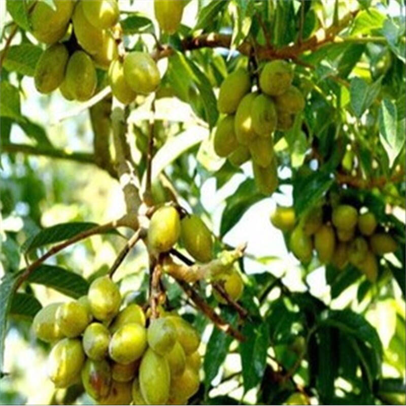 仿真橄榄树_室内仿真塑料树_仿真人造树