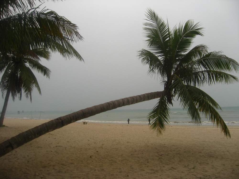 neo小棕环是monet棕吗_仿真棕椰树_椰树与王棕的区别