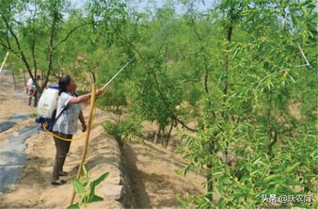 海枣树病虫害图_海南的海枣树图片_仿真海枣树厂家