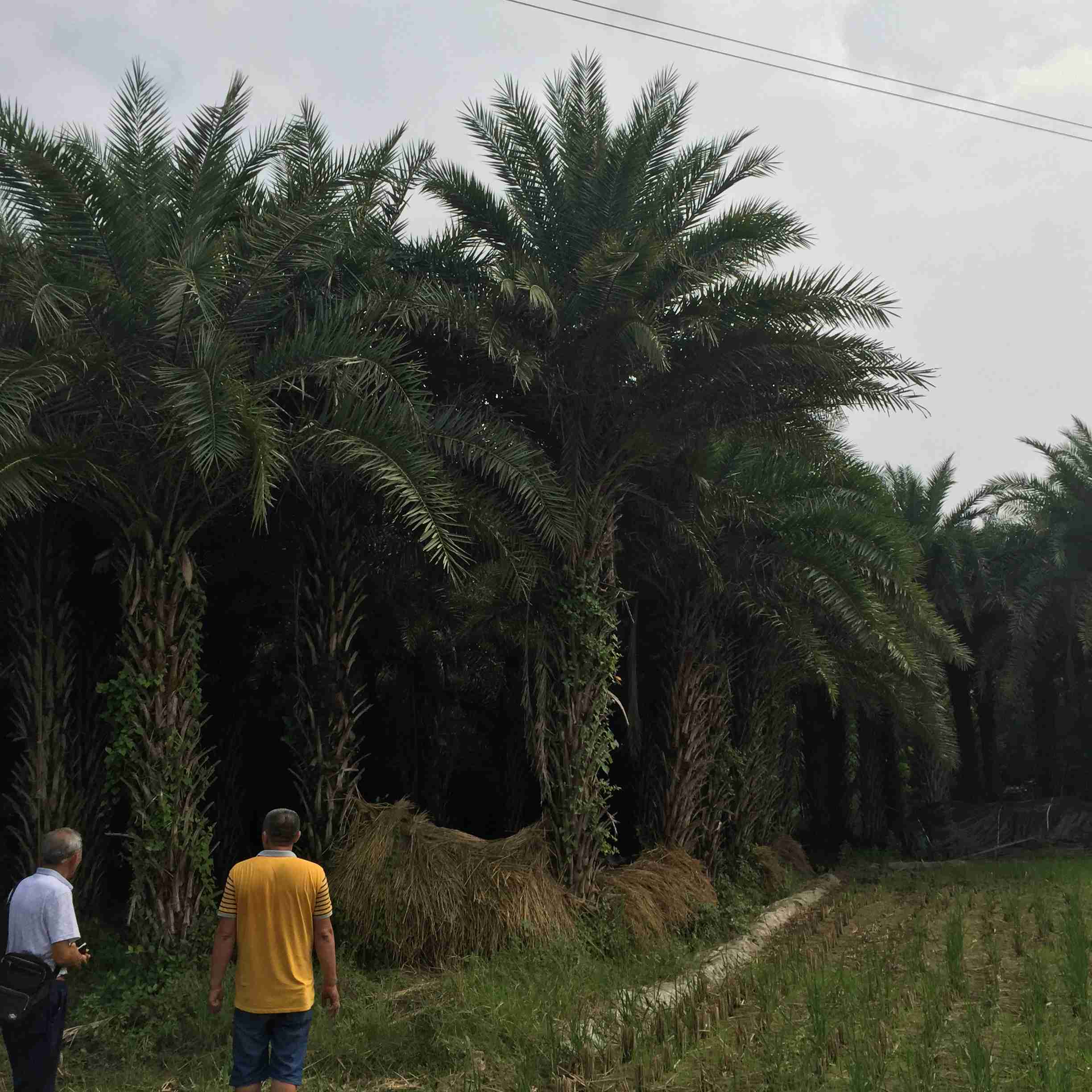 海枣树病虫害图_海枣树搭配什么_仿真海枣树厂家