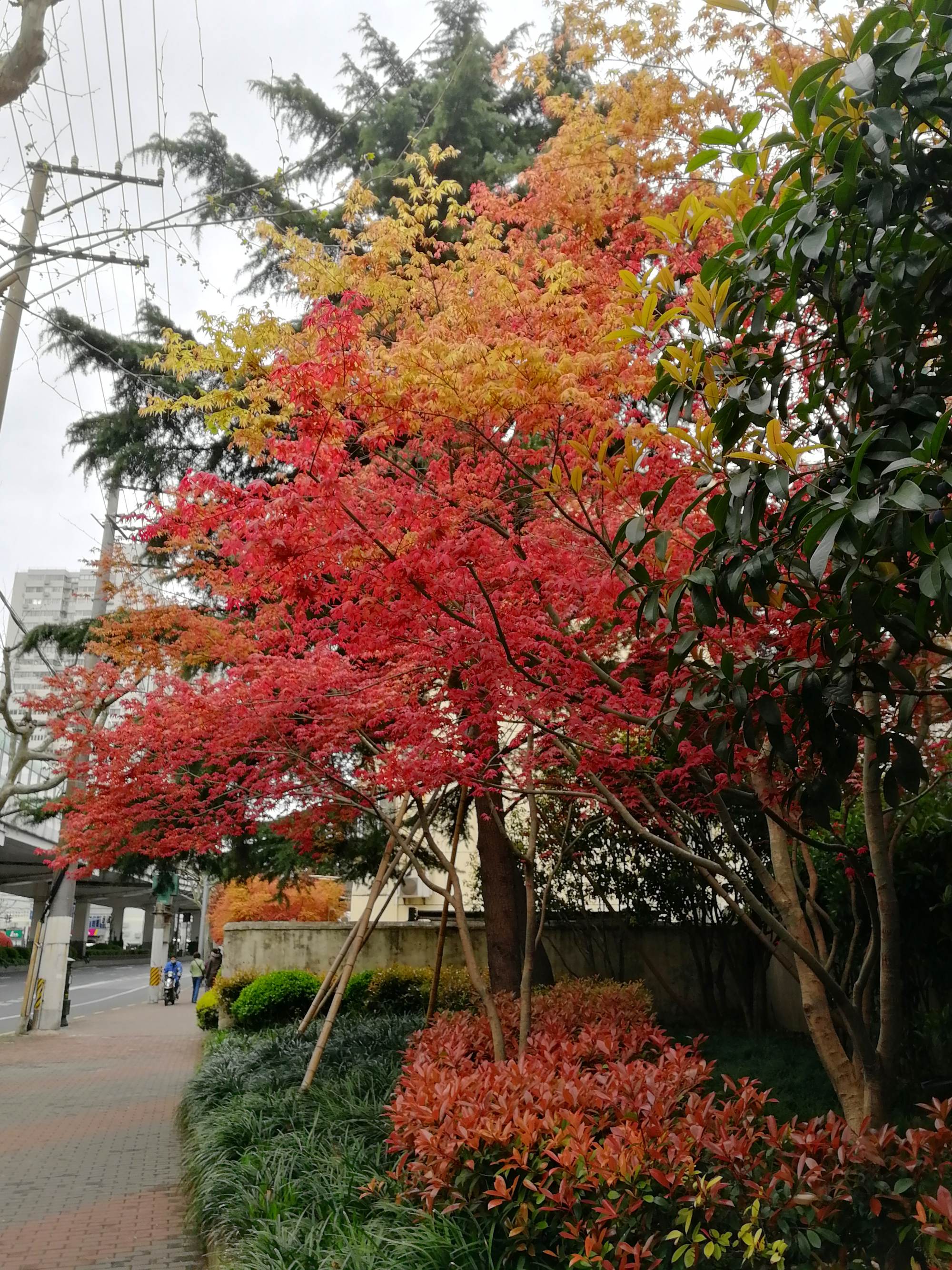 仿仿渔圈渔圈,青春记忆的旋律_仿真红枫树_仿真红枫树