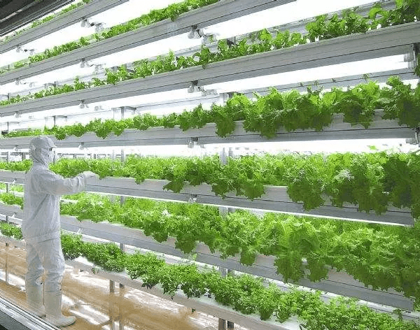 仿真植物厂家_北京幼儿园仿真草坪厂家_仿真绿植墙常用植物有哪些