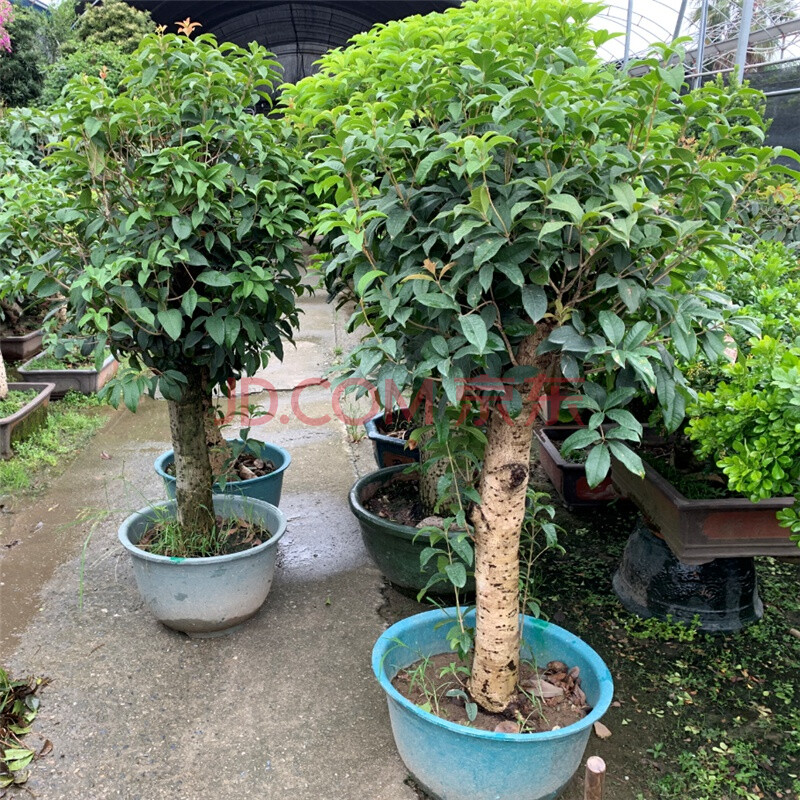 塑石假山假树制作_仿真银杏树别墅假山制作_仿真假山制作厂家