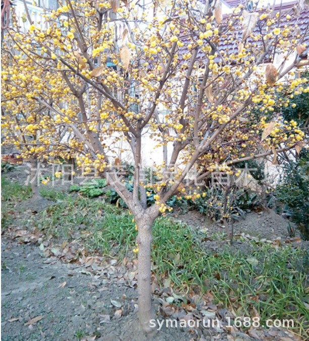 3平米的植物墙价格多少_植物墙一平方价格_仿真植物墙价格仿真棕榈树