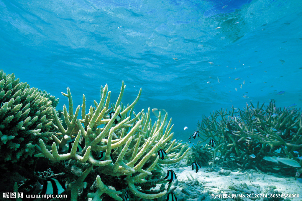 大和藻虾吃黑毛藻吗_银海藻_项圈藻和鱼腥藻的区别