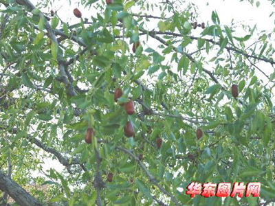 仿真中东海枣树-陈妍再喜‖后院有一棵枣树